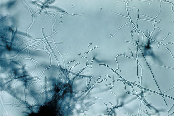 Bakterie rodu Streptomyces