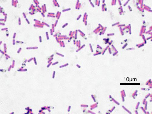 Bakterie rodu Bacillus