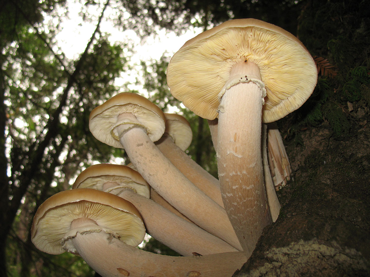 Armillaria ostoyae