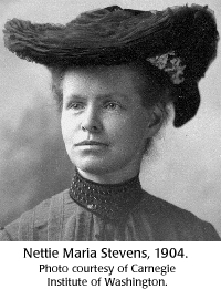 Nettie Maria Stevensová