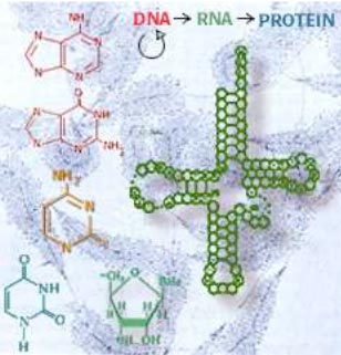 RNA je prostředníkem mezi DNA a proteinem