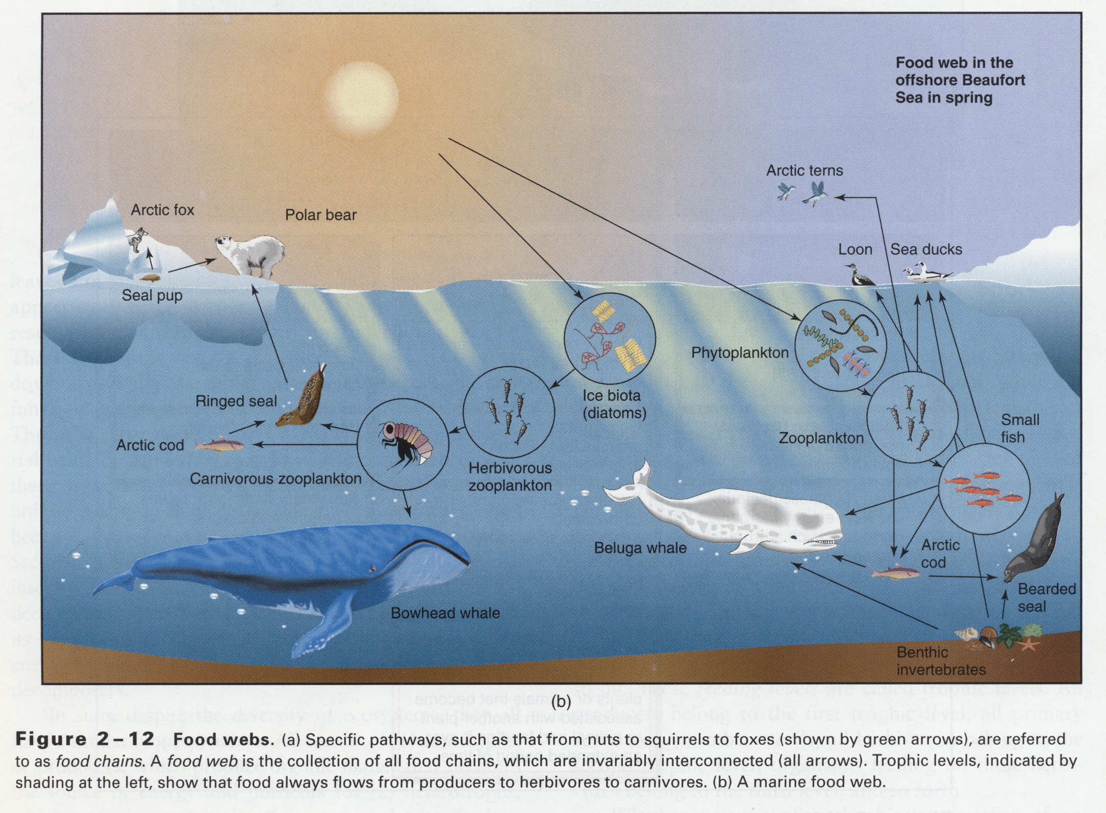 Фитопланктон зоопланктон пищевая. Фитопланктон пищевая цепь. Marine food Chain. Пищевая цепь моря или океана. Пищевая цепь планктон Нектон бентос.