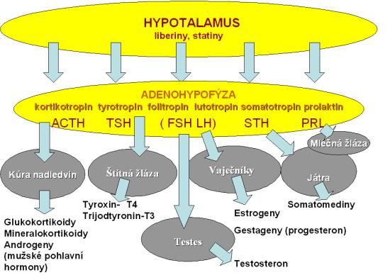 Zjednodušené schéma řízení hormonální produkce