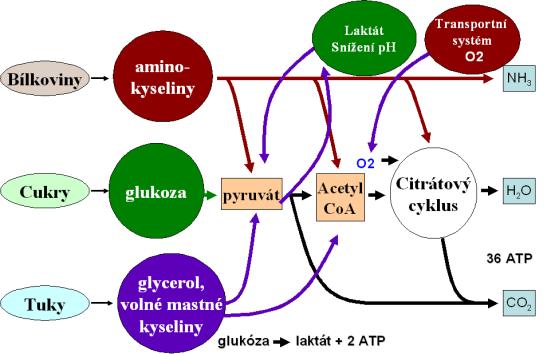 Zjednodušené schéma intermediárního metabolismu