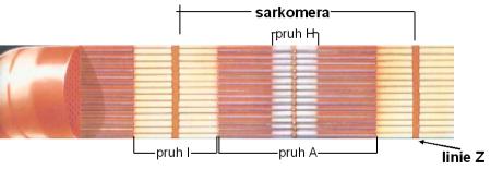 Sarkomera – nejmenší kontraktilní jednotka a vzájemná interakce mezi myofilamenty aktinu a myozinu. (modifikováno podle: Silbernagl, S., Despopoulos, A., 1993)