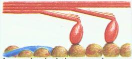 Sarkomera – nejmenší kontraktilní jednotka a vzájemná interakce mezi myofilamenty aktinu a myozinu. (modifikováno podle: Silbernagl, S., Despopoulos, A., 1993)