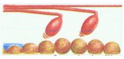 Sarkomera – nejmenší kontraktilní jednotka a vzájemná interakce mezi myofilamenty aktinu a myozinu. (modifikováno podle: Silbernagl, S., Despopoulos, A., 1993)