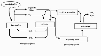 Obr. 56 Propojení cyklů uhlíku a křemíku. Bouška et al., 1980.