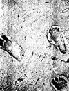 Obr. 1 Stopy pravěkého člověka (cca 6000 let) v horké lávě. Mexiko.
