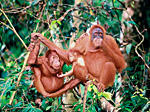 Orangutan sundský