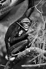Samice šimpanze bonobo
