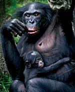 šimpanze bonobo