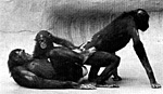 Šimpanz bonobo