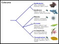 Přehled systému a fylogeneze živočichů (Metazoa)