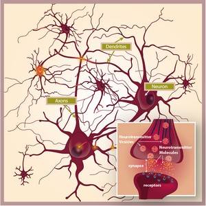 Schéma neuronových spojů, prezentace pana Mgr. Pavla Kellnera (LF)
