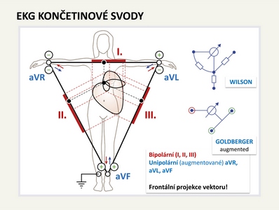 Končetinové svody (EKG), prezentace paní prof. MUDr. Marie Novákové, Ph.D. (LF)