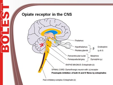 Opiate receptor in the CNS, prezentace paní doc. MUDr. Julie Bienertové Vašků, Ph.D. (LF)
