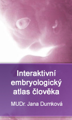 Interaktivní embryologický atlas člověka – MUDr. Jana Dumková