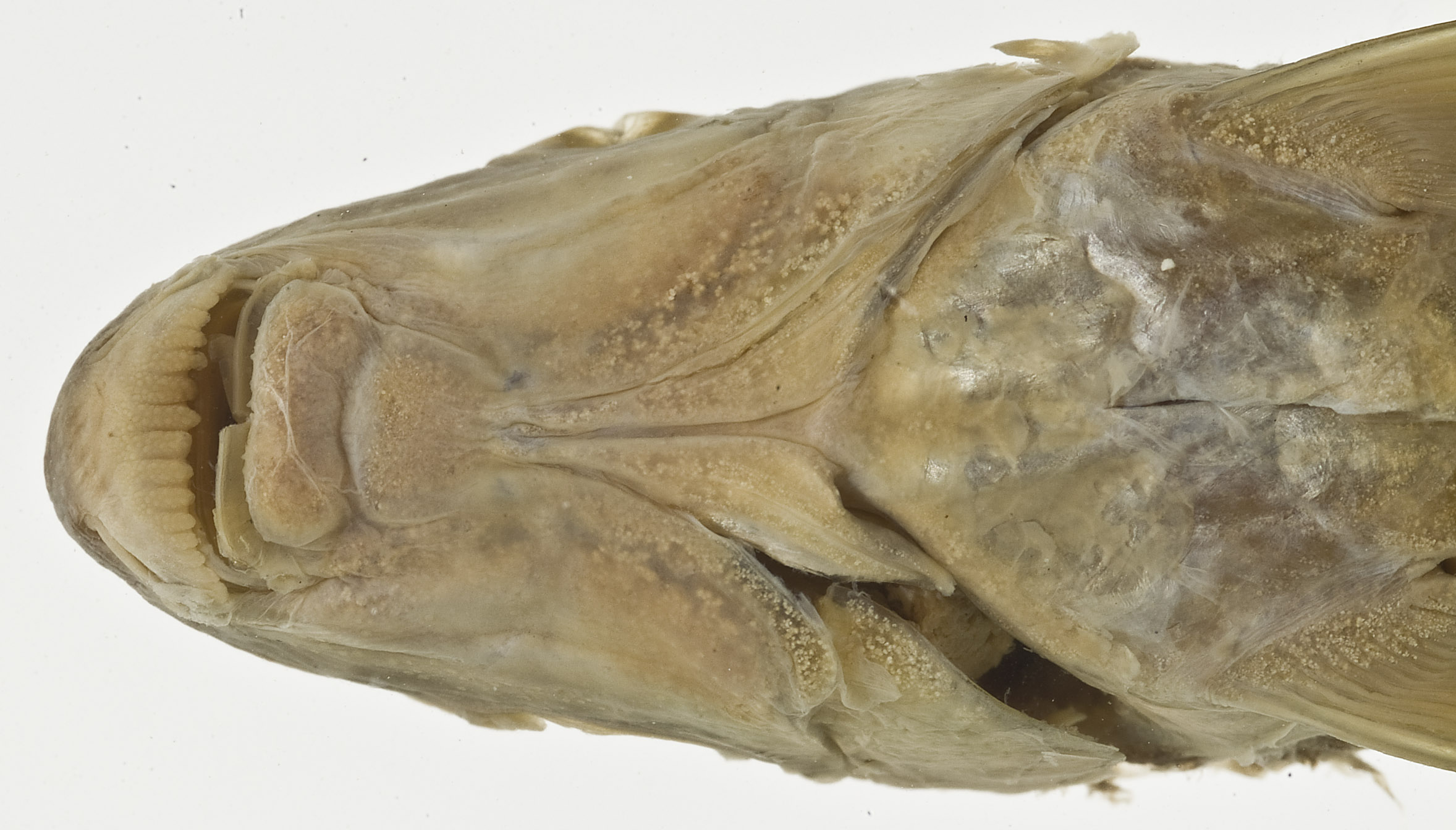 usnm_90302_epalzeorhynchos_siamensis_holotype_photo_mouth.jpg